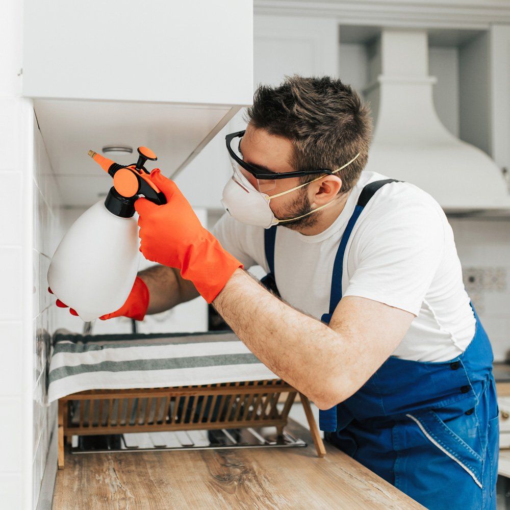 Holzschutz & Hausschwamm